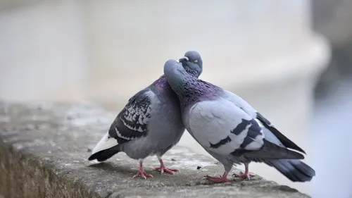 Голуби Обои на телефон пара голубей