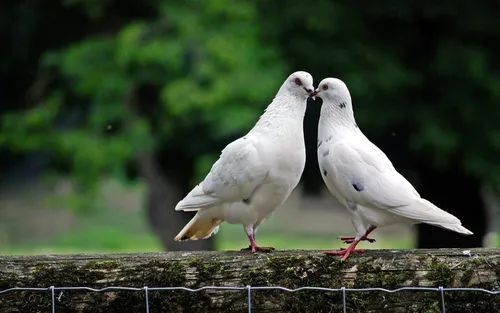 Голуби Обои на телефон две птицы на заборе