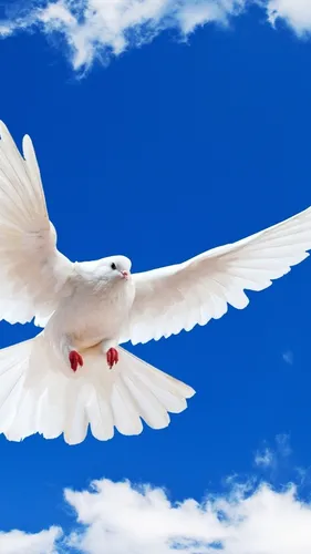 Голуби Обои на телефон белый голубь летит в небе