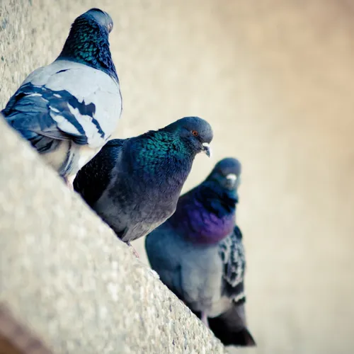 Голуби Обои на телефон группа голубей