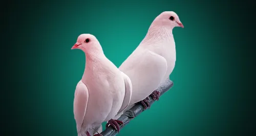 Голуби Обои на телефон две белые птицы на ветке