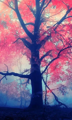 Дерево Обои на телефон дерево с красными листьями