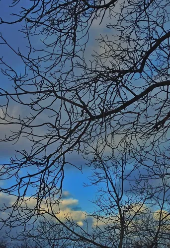 Дерево Обои на телефон дерево с голубым небом