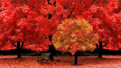 Дерево Обои на телефон человек, сидящий на скамейке в парке с деревьями с красными листьями