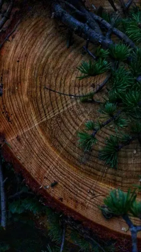 Дерево Обои на телефон группа сосновых шишек на пне