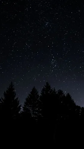 Звездное Небо Hd Обои на телефон группа деревьев со звездами на небе