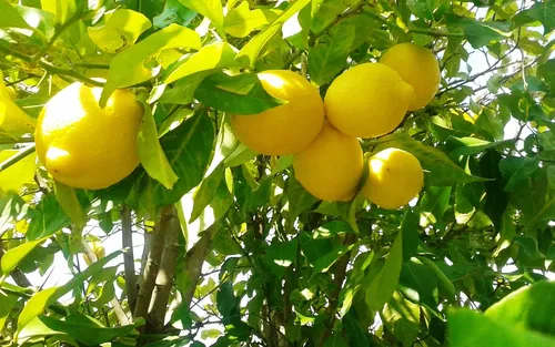 Лимоны Обои на телефон дерево с желтыми плодами