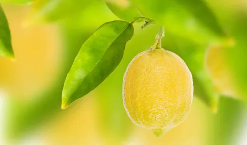 Лимоны Обои на телефон фрукт на растении