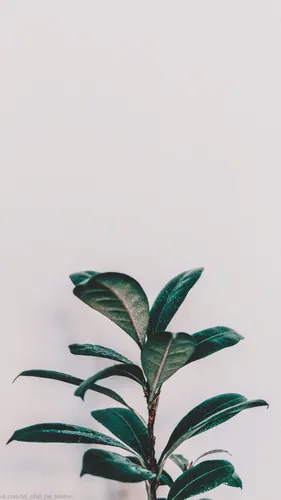 На Белом Фоне Обои на телефон растение с листьями