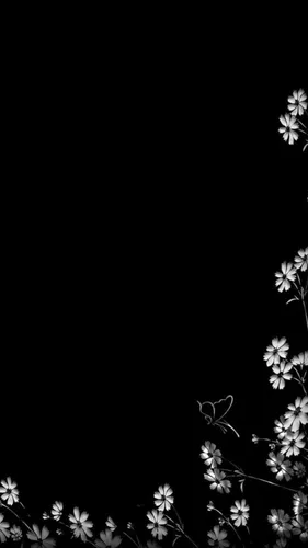 На Белом Фоне Обои на телефон черно-белая фотография белых цветов
