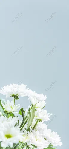 На Белом Фоне Обои на телефон белые цветы крупным планом