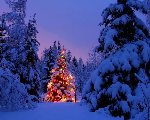 Новогодний Зимние Обои на телефон рождественская елка в снегу