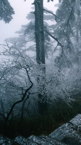 Погода Обои на телефон дерево в заснеженном лесу