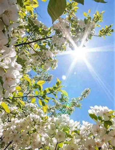 Погода Обои на телефон дерево с белыми цветами