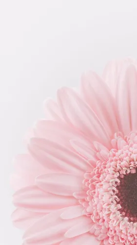 Розовый Фон Обои на телефон крупный план цветка