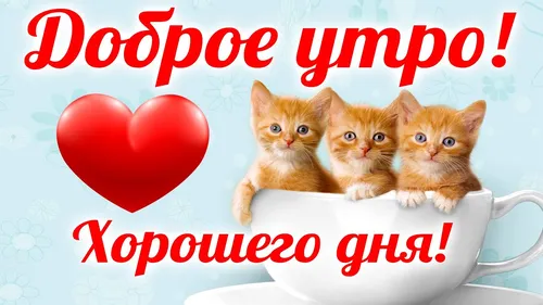 Доброе Утро Картинки группа котят в кружке с красным воздушным шаром