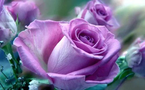 Красивые Картинки розовая роза крупным планом