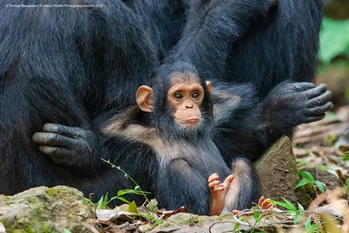 Смешные Картинки детеныш обезьяны на матери-горилле