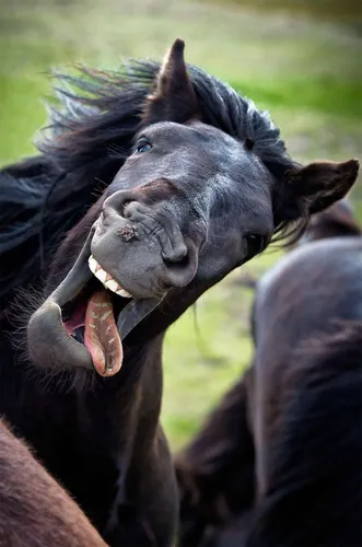Смешные Картинки пара лошадей с открытыми ртами