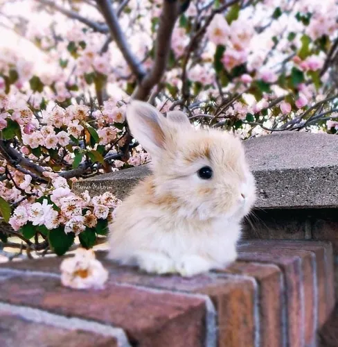 Милые Картинки кролик, сидящий на выступе