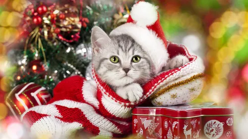 Новогодние Картинки кошка в шляпе санты
