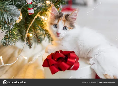 Новогодними Картинки кошка, лежащая рядом с елкой