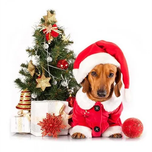 Новогодними Картинки собака в шляпе санты