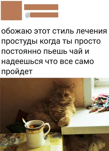 Прикольные Картинки кошка, сидящая на столе