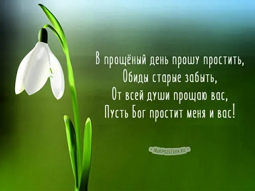 Прощеное Воскресенье Картинки зеленый цветок с белыми лепестками