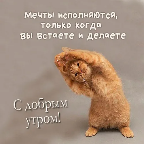Ржачный Смешные Доброго Утра Картинки кошка с головой в руках