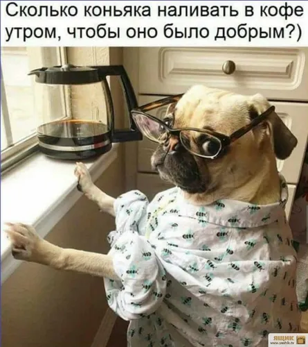 Ржачный Смешные Доброго Утра Картинки собака в очках