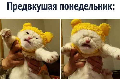 Ржачный Смешные Доброго Утра Картинки коллаж кота в желтой шляпе
