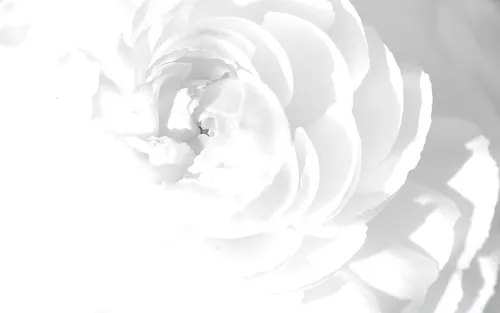 Белые Обои на телефон белая роза с тенью