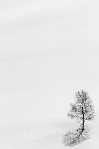 Белые Обои на телефон дерево в заснеженном поле