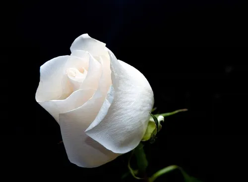 Красивые На Аву Картинки белая роза с зеленым стеблем