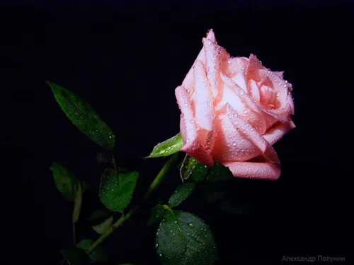 Красивые На Аву Картинки розовая роза с зелеными листьями
