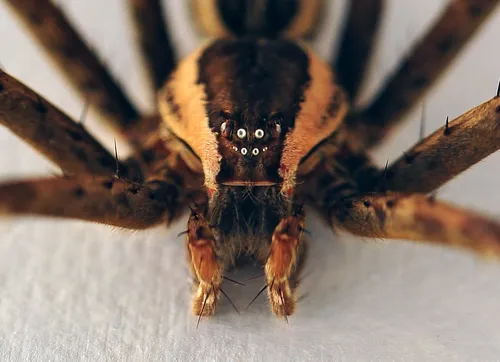 Страшные Картинки паук с большим пауком