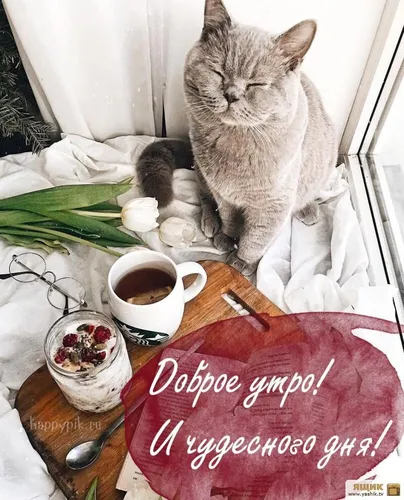 Доброе Утро Красивые Интересные Новые Картинки кошка, сидящая на столе