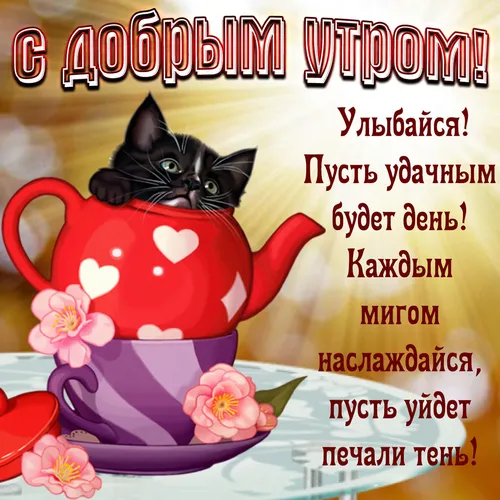 Доброе Утро Красивые Интересные Новые Картинки кот в чайной чашке
