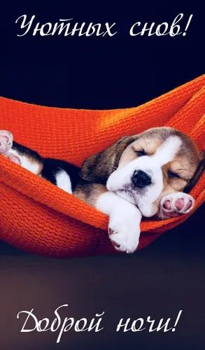 Доброй Ночи Картинки собака спит на одеяле