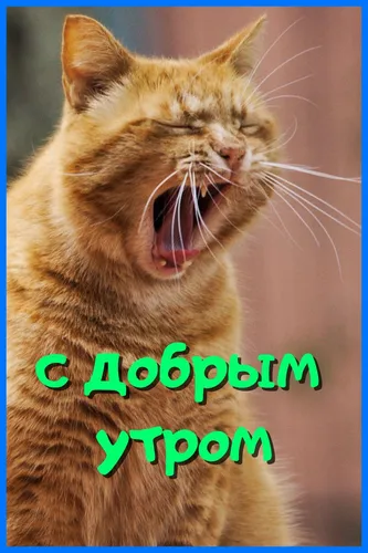Очень Смешные С Добрым Утром Картинки кошка с открытым ртом