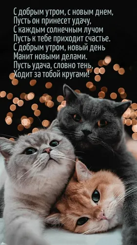 Очень Смешные С Добрым Утром Картинки группа кошек