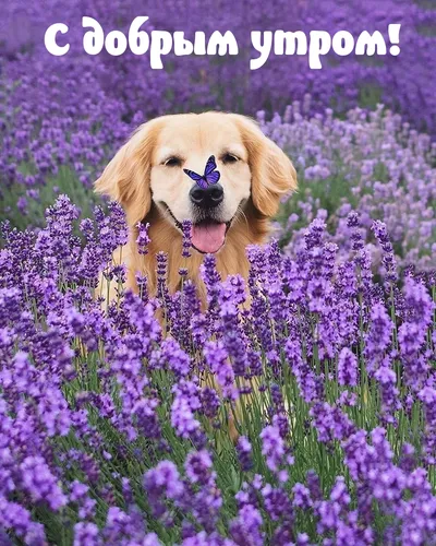 Очень Смешные С Добрым Утром Картинки собака в поле фиолетовых цветов