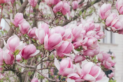Весна Картинки группа розовых цветов