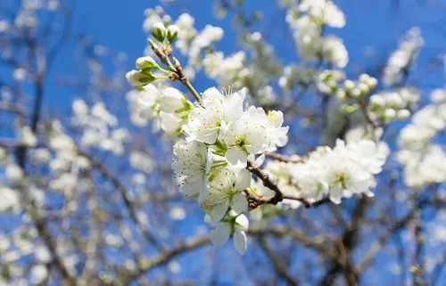 Весна Картинки крупный план белых цветов на дереве