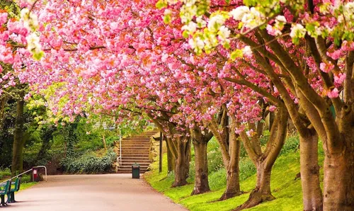 Весна Картинки тропинка с деревьями по обе стороны