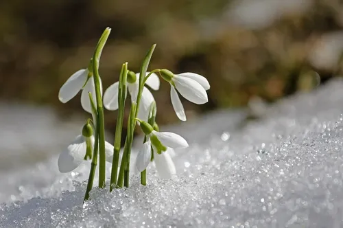 Весна Картинки белый цветок на скале