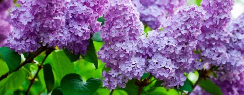Весна Картинки группа фиолетовых цветов