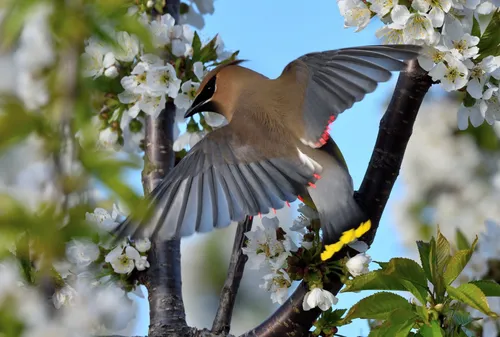 Весна Картинки птица, пролетающая над деревом