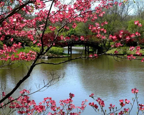 Весна Картинки водоем с розовыми цветами сбоку